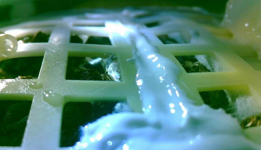 На Луне проросло семя хлопка, доставленное китайской миссией