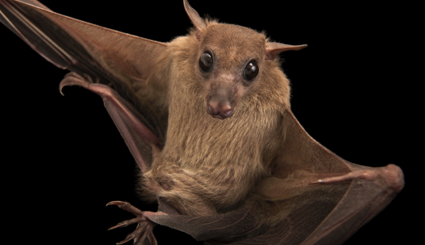 Ученые обнаружили смертельный вирус, похожий на Эболу