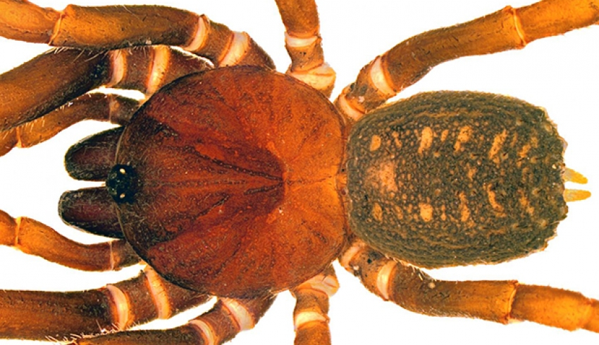 Да-да, речь именно на клонах из «Звездных воен»